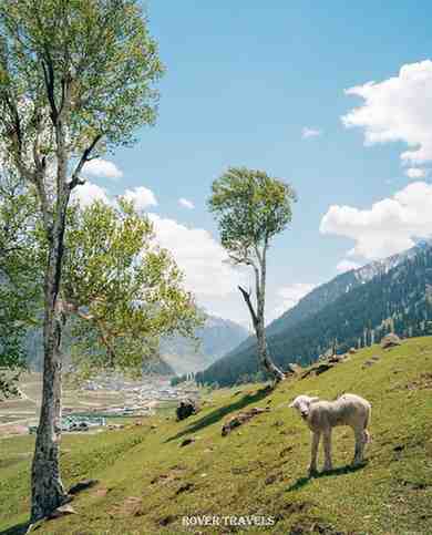 KASHMIR TOUR PACKAGES
